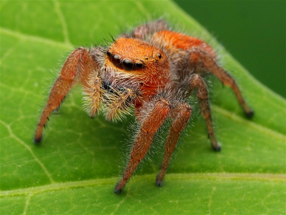 Adult female Phidippus pius jumping spider in Florida