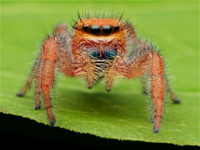 Adult female Phidippus pius jumping spider in Florida photo