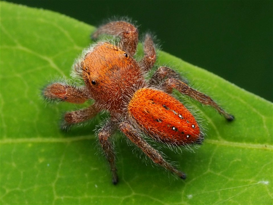 Adult female Phidippus pius jumping spider in Florida