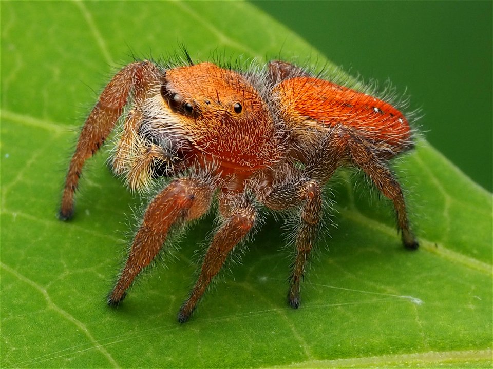 Adult female Phidippus pius jumping spider in Florida