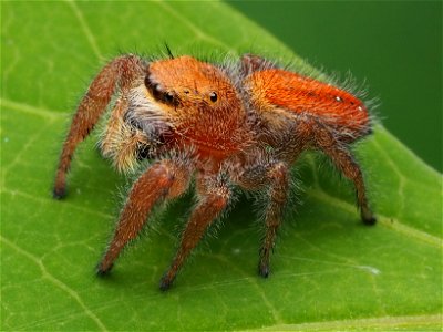 Adult female Phidippus pius jumping spider in Florida photo
