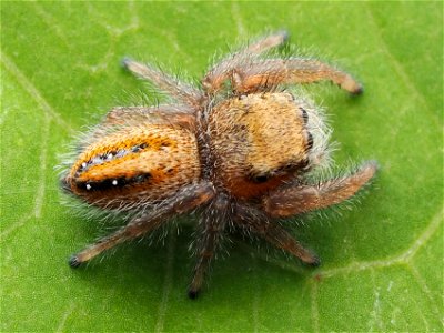 Immature (subadult) female Phidippus pius jumping spider