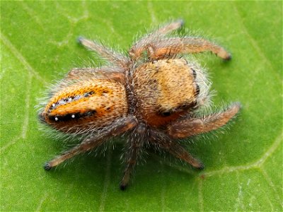 Immature (subadult) female Phidippus pius jumping spider photo