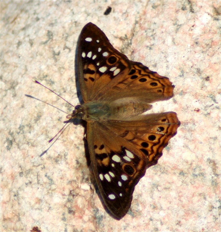 Hackberry Emperor Asterocampa celtis