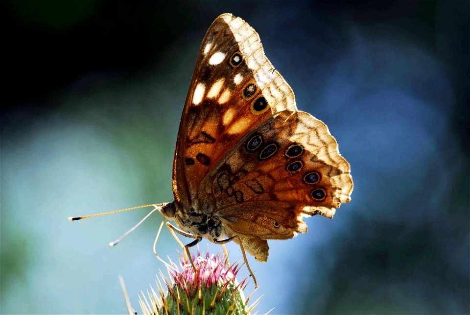 Image title: Hackberry emperor butterfly insect asterocampa celtis Image from Public domain images website, http://www.public-domain-image.com/full-image/fauna-animals-public-domain-images-pictures/in photo