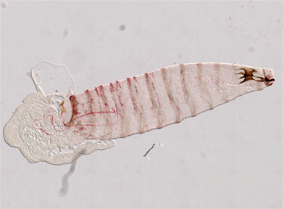 PRESERVED_SPECIMEN; ; LARVA; microslide; ; IZ number 98580; lot count 1; Microslide 01, balsam, whole mount; larva; 1893-01-01T00:00:00Z photo