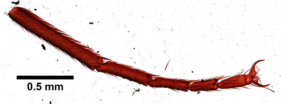 PRESERVED_SPECIMEN; ; LARVA; microslide; ; IZ number 99581; lot count 1; Microslide 01, balsam, whole mount; larva;
