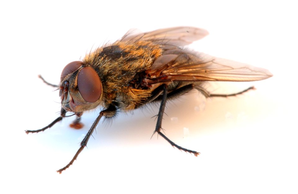 Musca Domestica drinking sugar water. photo