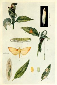 Picture from book Indian Insect Life: a Manual of the Insects of the Plains by Harold Maxwell-Lefroy.