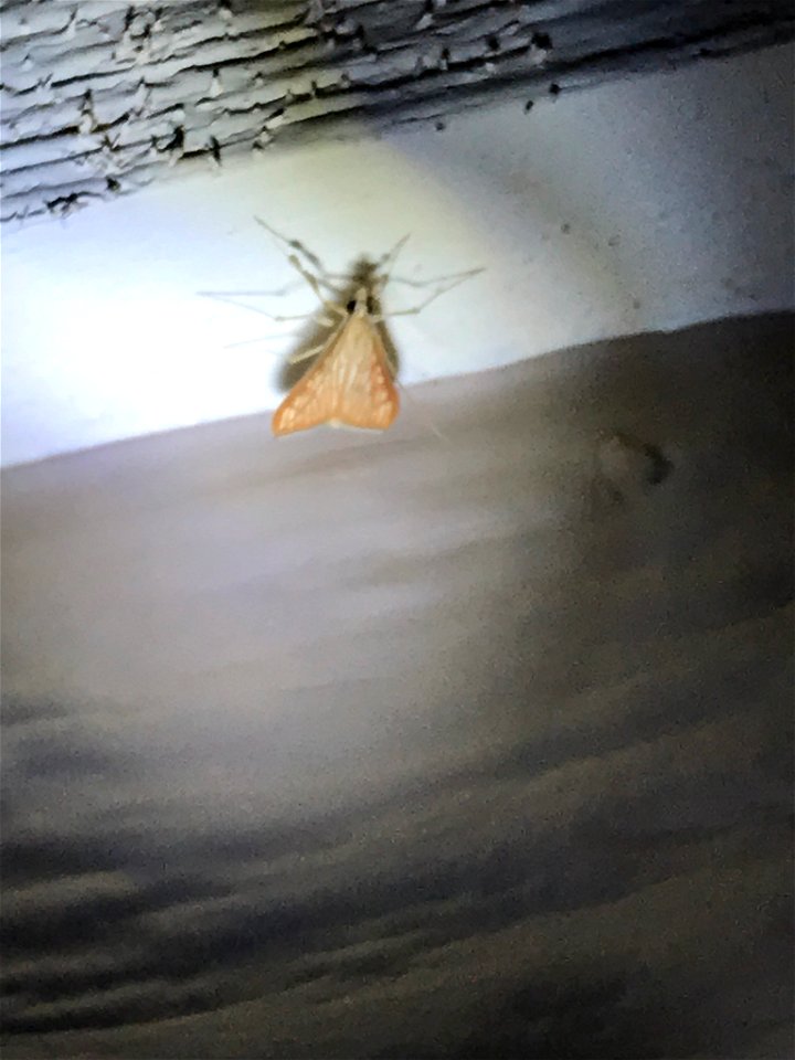 Sesame Leafroller (Antigastra catalaunalis)