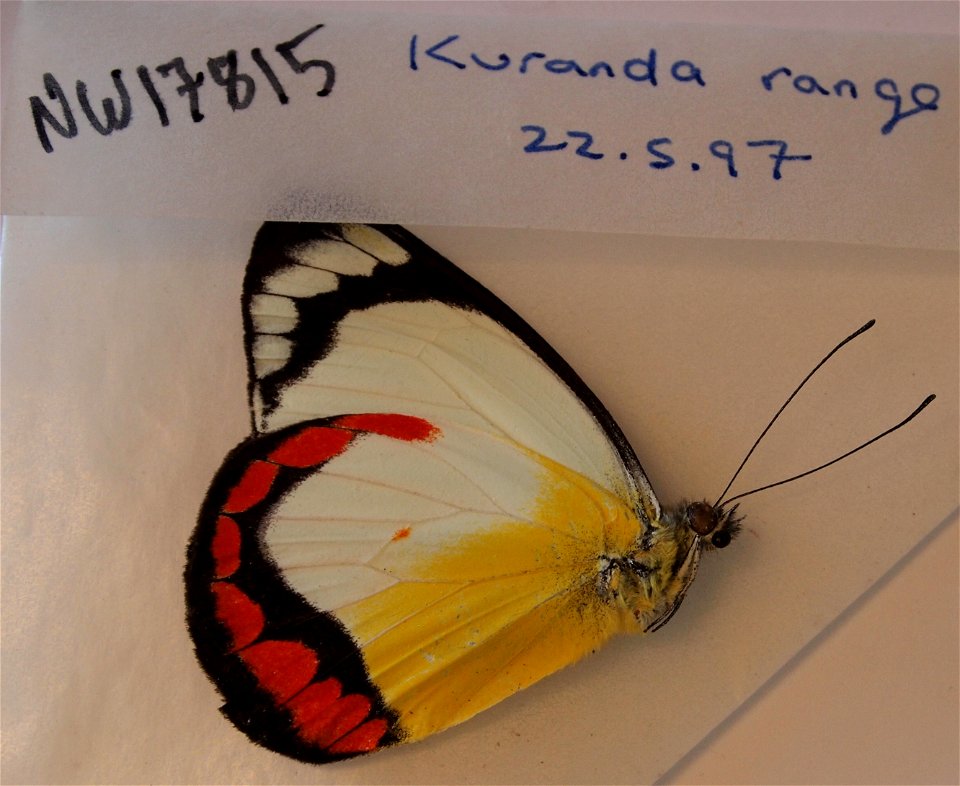 AUSTRALIA.  Kuranda range,    <a href="http://www.nymphalidae.net/nsg_db/story.php?code=NW17815" rel="nofollow">see in our database</a>