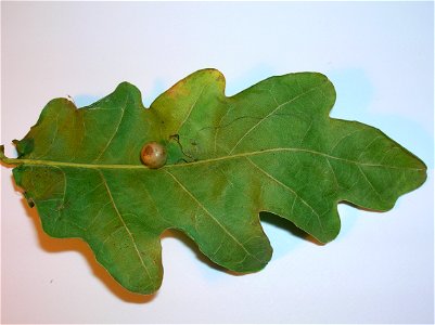Red-pea gall (Cynips divisa) on Peduculate Oak (Quercus robur). photo