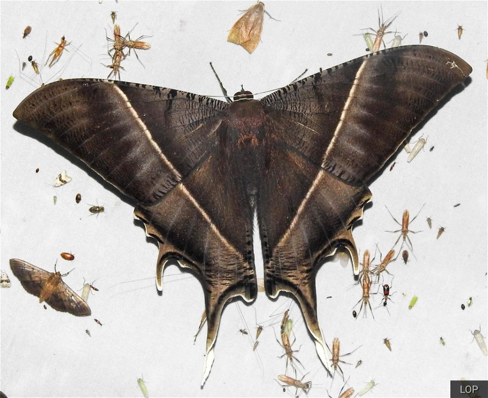 Tropical Swallowtail Moth (Lyssa zampa)