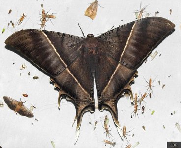 Tropical Swallowtail Moth (Lyssa zampa)