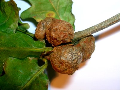 Cola-nut gall (Andricus lignicola) on Peduculate Oak (Quercus robur)