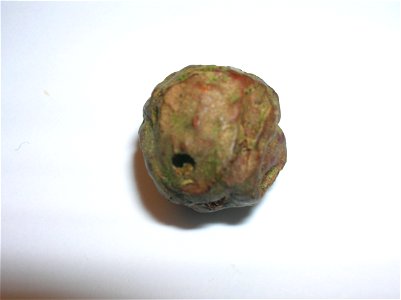 A Cola-nut gall showing the exit hole of the gall wasp. Spier's, Beith, North Ayrshire, Scotland.