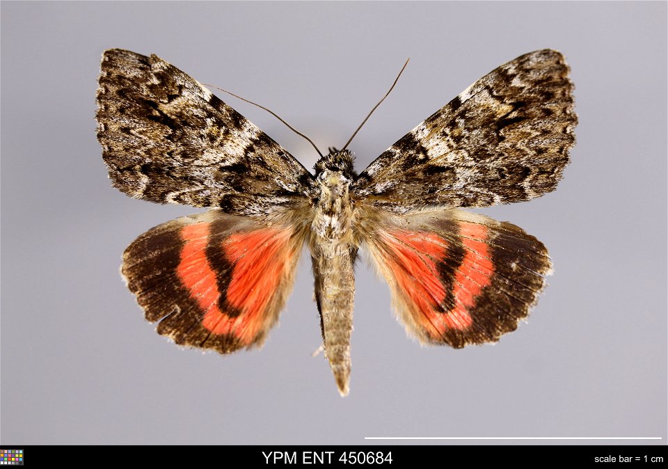 Yale Peabody Museum, Entomology Division
Catalog #: YPM ENT 450684
Taxon: Catocala promissa (Schiff.) (dorsal)
Family: Erebidae
Taxon Remarks: Animals and Plants: Invertebrates - Insects
Collector: A.