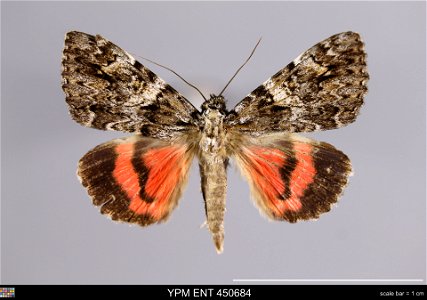 Yale Peabody Museum, Entomology Division
Catalog #: YPM ENT 450684
Taxon: Catocala promissa (Schiff.) (dorsal)
Family: Erebidae
Taxon Remarks: Animals and Plants: Invertebrates - Insects
Collector: A.