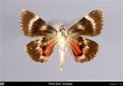 Yale Peabody Museum, Entomology Division Catalog #: YPM ENT 450684 Taxon: Catocala promissa (Schiff.) (ventral) Family: Erebidae Taxon Remarks: Animals and Plants: Invertebrates - Insects Collector: A photo