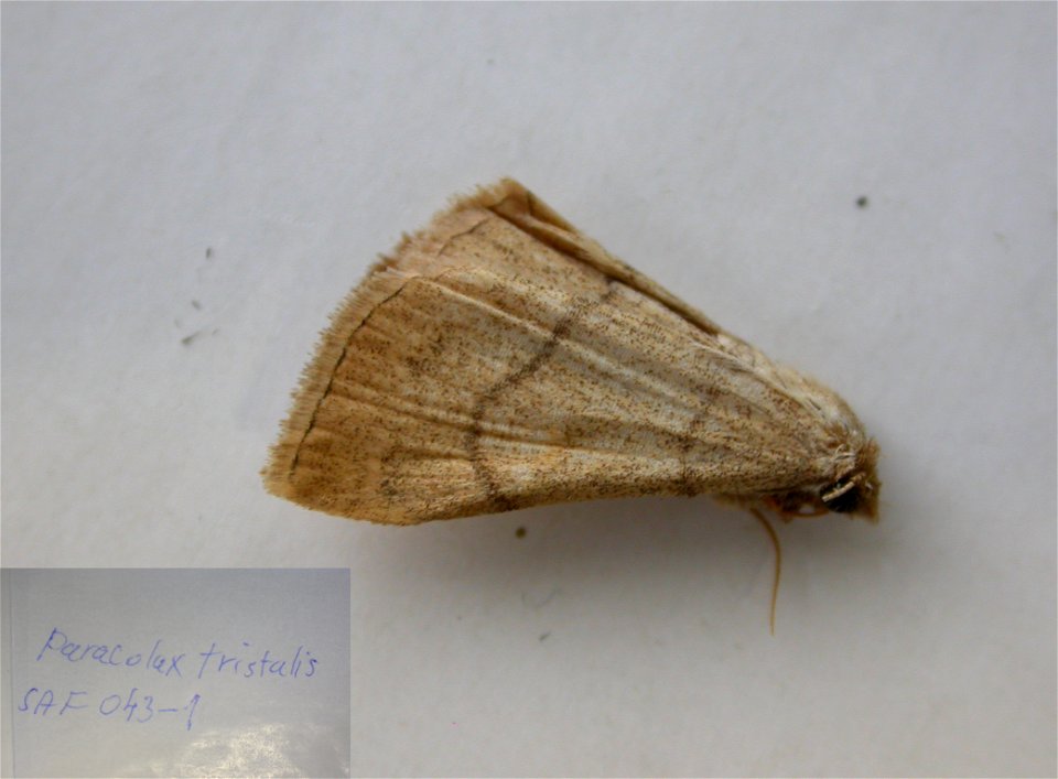 HUNGARY.  Hidegvï¿½z Valley, Soproni Mts,  ZOOLSCRIP2010,