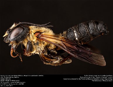 Sculptured resin bee (Megachilidae, Megachile sculpturalis (Smith)) USA, TX, Kendall Co.: Boerne Kendall 2016-02 29.83°N 98.83°W 494m aerial Hill by canyon, flowering American elm 8.VI.2017 A. Santill photo