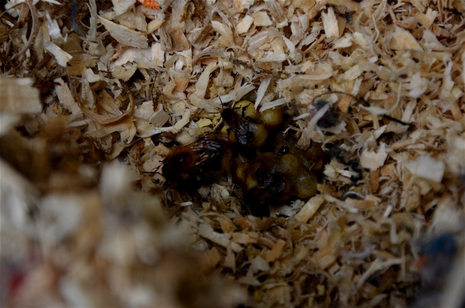 Ackerhummelnest mit Königin in einem Hummelnistkasten