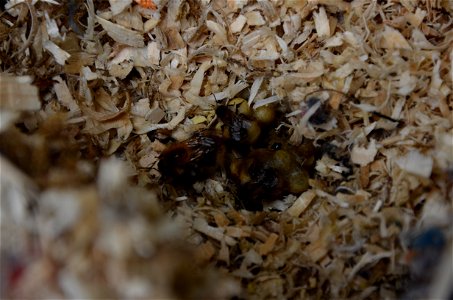 Ackerhummelnest mit Königin in einem Hummelnistkasten