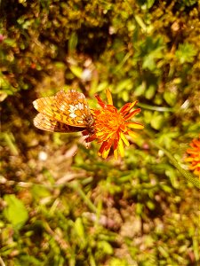 Thor's Fritillary (Boloria thore)
