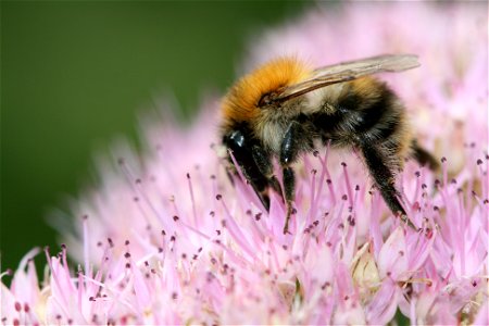 bumblebee photo