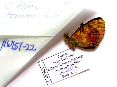RUSSIA.  Polar Ural mts, railway Seida-Labytnangi, vic of Sob? station,  SysBiodiv 2010,  Exemplar,  <a href="http://nymphalidae.utu.fi/story.php?code=NW151-22" rel="nofollow">see in our databas