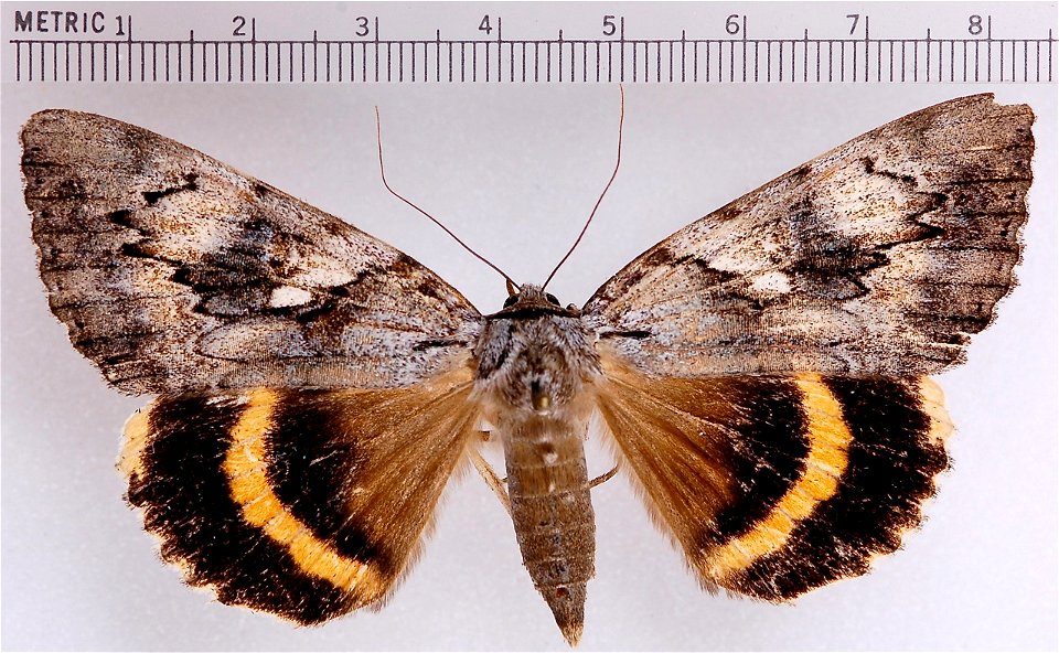 Yellow-banded Underwing (Catocala cerogama) photo