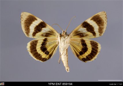 Yale Peabody Museum, Entomology Division
Catalog #: YPM ENT 859194
Taxon: Catocala cerogama Guenee (ventral)
Family: Erebidae
Taxon Remarks: Animals and Plants: Invertebrates - Insects
Collector: Dale