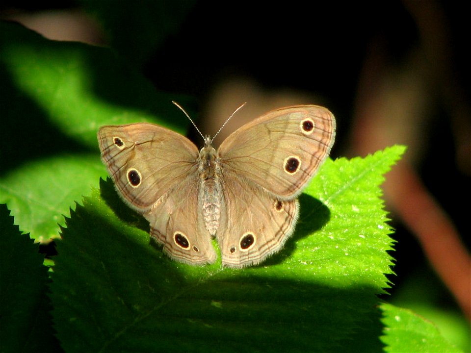 Dorsal view of a Little Wood Satyr (Megisto cymela cymela) taken along Rideau River, Ottawa, Canada photo