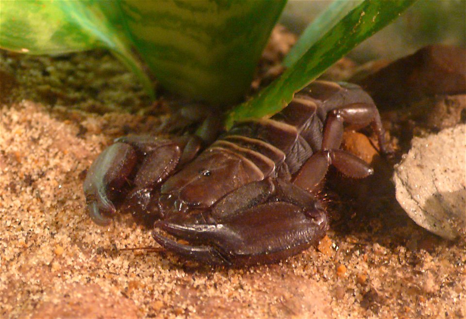 Flat rock scorpion (Hadogenes troglodytes)