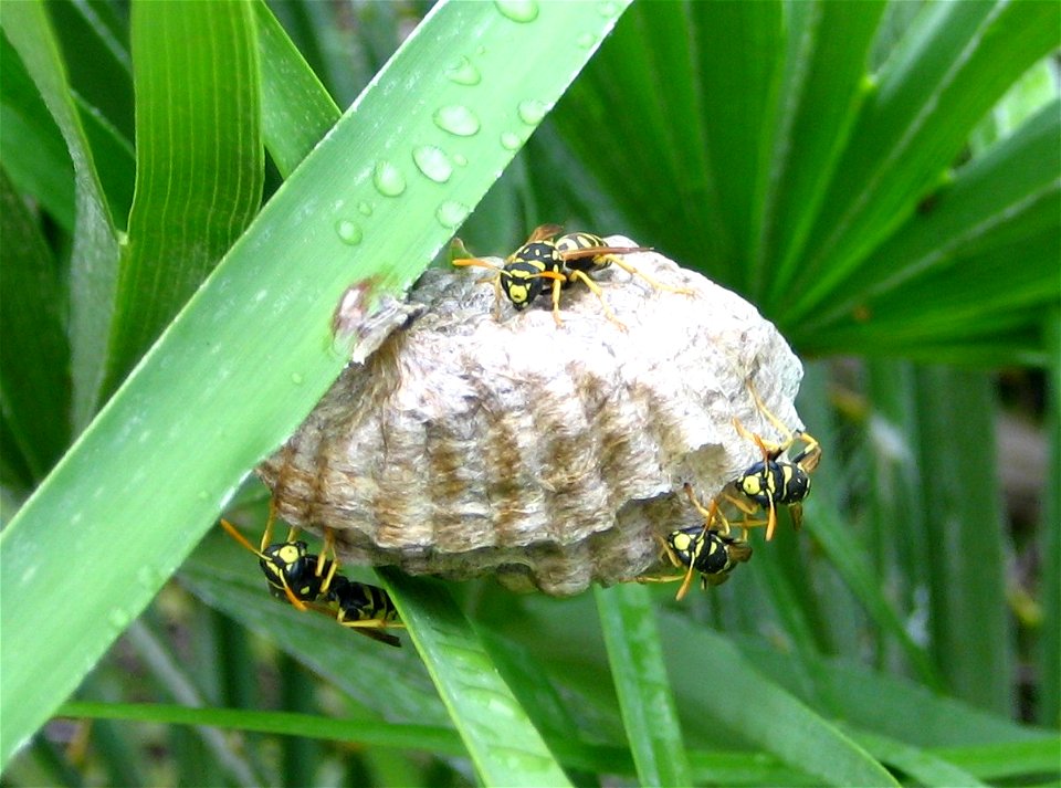 Wasp nests on Chamaerops humilis (Spain)