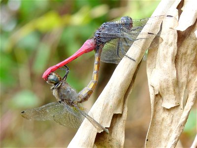 Orthetrum pruinosum, Crimson-tailed Marsh Hawk, is a species of dragonfly in the Libellulidae family. The males have a deep red abdomen and a powder (or pruinose) blue thorax and basal segments of the photo