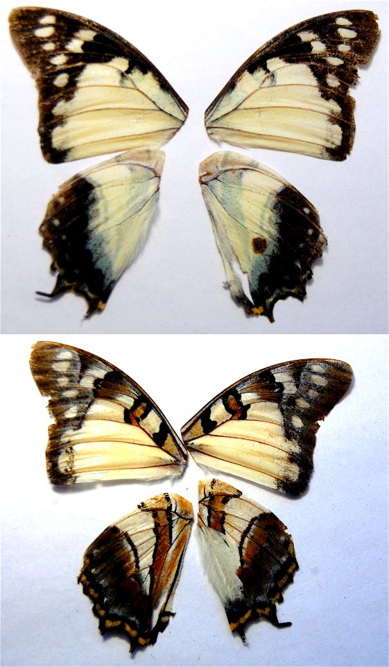 AUSTRALIA.  Kakadu, Northern Territory,    <a href="http://nymphalidae.utu.fi/story.php?code=JM16-1" rel="nofollow">nymphalidae.utu.fi/story.php?code=JM16-1</a>