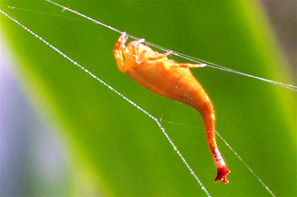 Arachnura_higginsi, Bromeliad leaf as background - Chatswood West, Australia