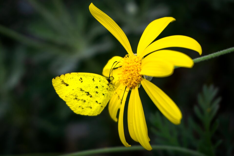 Greenhouse nature korea