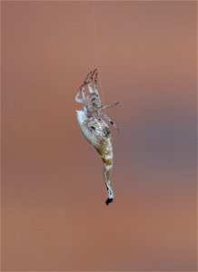 Arachnura higginsi in our grape vine, Bathurst, NSW, Australia.