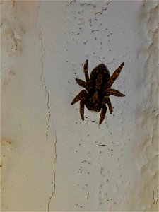Pseudeuophrys lanigera in an apartment in Zurich
