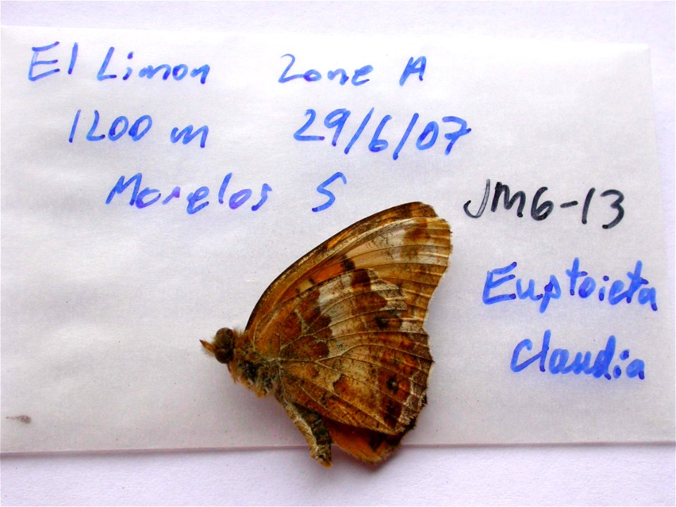 MEXICO.  El Limon Zone A, 1200m, Morelos (south),    <a href="http://nymphalidae.utu.fi/story.php?code=JM6-13" rel="nofollow">see in our database</a>