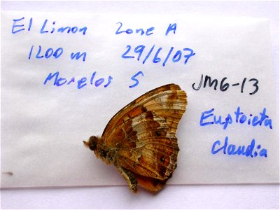 MEXICO. El Limon Zone A, 1200m, Morelos (south), <a href="http://nymphalidae.utu.fi/story.php?code=JM6-13" rel="nofollow">see in our database</a> photo