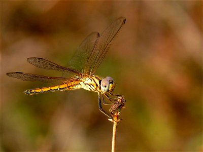 Trithemis aurora, Crimson Marsh Glider, is a species of dragonfly in the family Libellulidae. The male has a reddish brown face, with eyes that are crimson above and brown on the sides. The thorax is photo