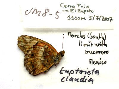 MEXICO. Cerro Frio - El Zapote, 3300m, Morelos (south) limit with Guerrero, <a href="http://nymphalidae.utu.fi/story.php?code=JM8-5" rel="nofollow">see in our database</a> photo