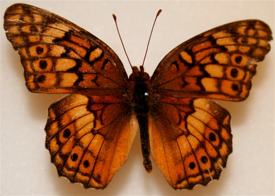 Variegated Fritillary, Euptoieta claudia
