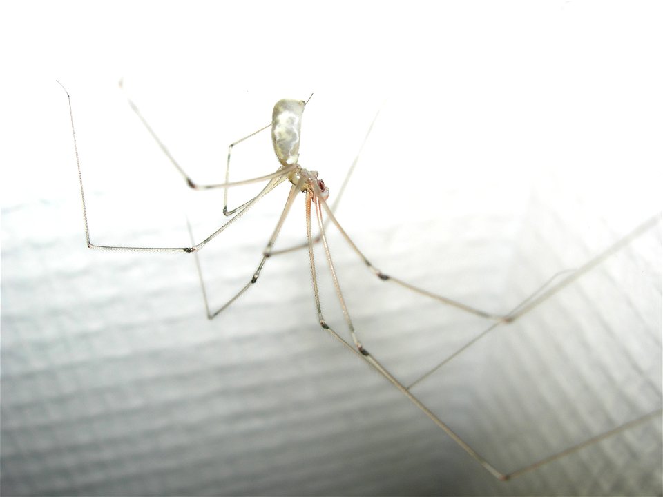 Araignée sur un mur Pholcus phalangioides