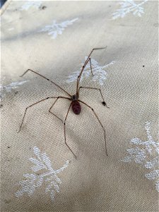 Long-bodied Cellar Spider (Pholcus phalangioides)