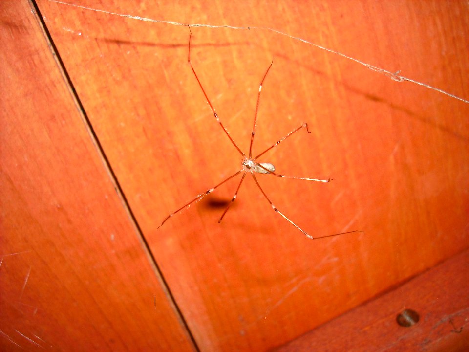 Pholcus phalangioides commonly known as daddy long legs.