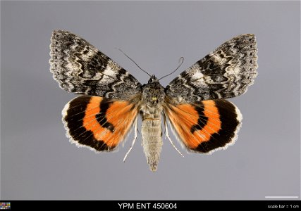 Yale Peabody Museum, Entomology Division Catalog #: YPM ENT 450604 Taxon: Catocala adultera Menetries (dorsal) Family: Erebidae Taxon Remarks: Animals and Plants: Invertebrates - Insects Collector: I. photo